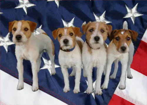 Jack Russell Terriers from Celtic River Jacks